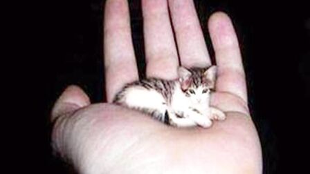 世界上最小的动物 搜狗搜索