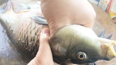 鱼鳃图片 搜狗搜索