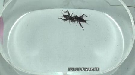 若大将对青大将 高清电影 完整版在线观看