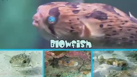 河豚英文介绍 搜狗搜索