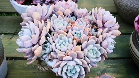 淡雪多肉 搜狗搜索