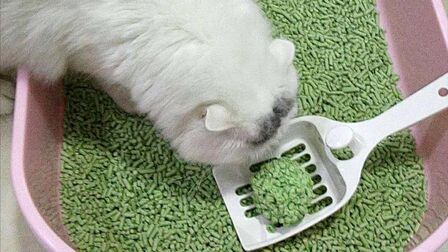 豆腐猫砂多久换一次 搜狗搜索