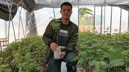 巨峰葡萄苗种植基地 搜狗搜索