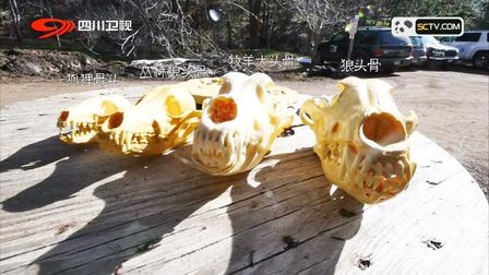 狼的头骨正面图片 搜狗搜索