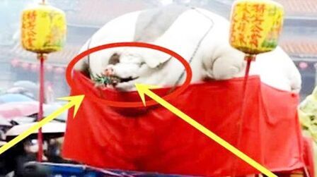 猪的体重大概有多少公斤 搜狗搜索