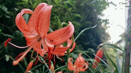 食用百合开花图片 搜狗搜索