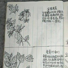 13岁男孩手绘中草药图
