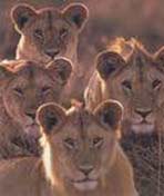 狮群的生活剧照