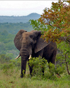 陆地霸主――非洲象剧照