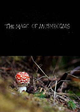 蘑菇的魔力剧照