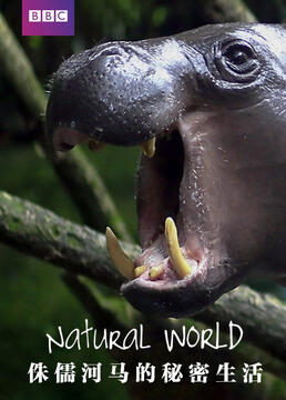 自然世界侏儒河马的秘密生活剧照