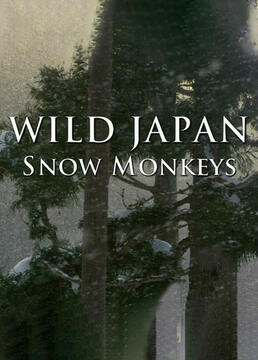 野性日本雪猴剧照