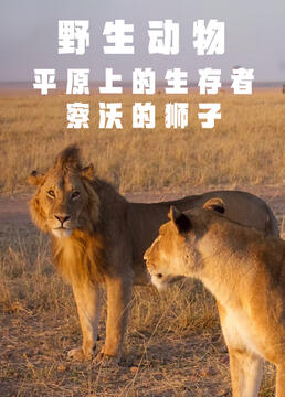 野生动物平原上的生存者察沃的狮子剧照