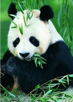 自然世界拯救大熊猫剧照