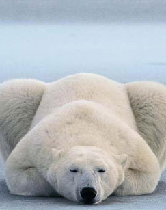 喀纳斯北极熊迷踪剧照