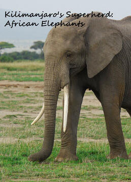 乞力马扎罗山的超级英雄非洲大象剧照