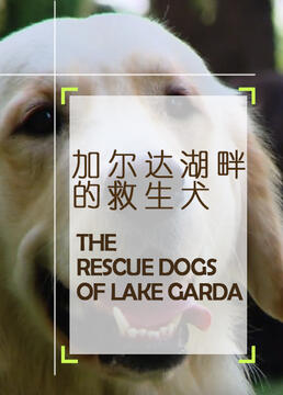 加尔达湖畔的救生犬剧照