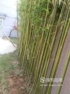 竹子怎么养才能更旺盛 竹子怎么养？竹子旺盛养殖方法