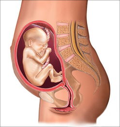 怀孕五个月胎儿图片 怀孕五个月胎儿图