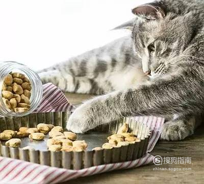 家里没猫粮 给猫吃什么 家里没猫粮给猫吃什么，猫粮吃完了用什么应急
