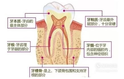 牙齿的结构(图解)