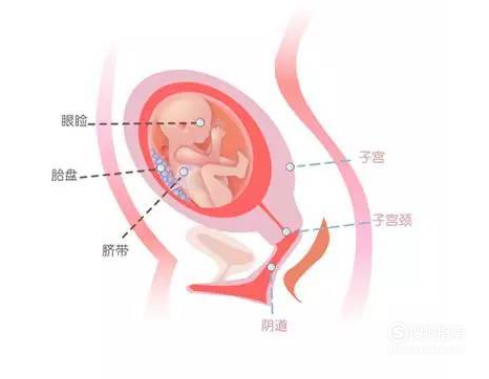 怀孕六个月胎儿图片 怀孕六个月胎儿图