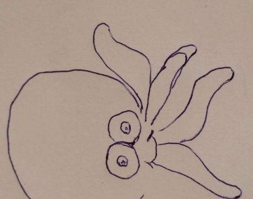 小章鱼的简笔画 简笔画小章鱼怎么画