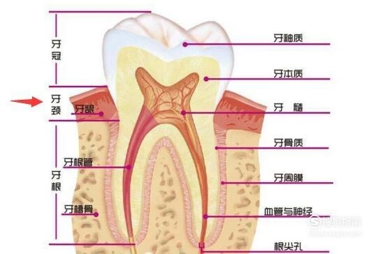 牙齿的结构(图解)