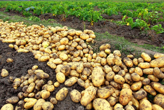 如何种植土豆步骤图解 如何种植土豆
