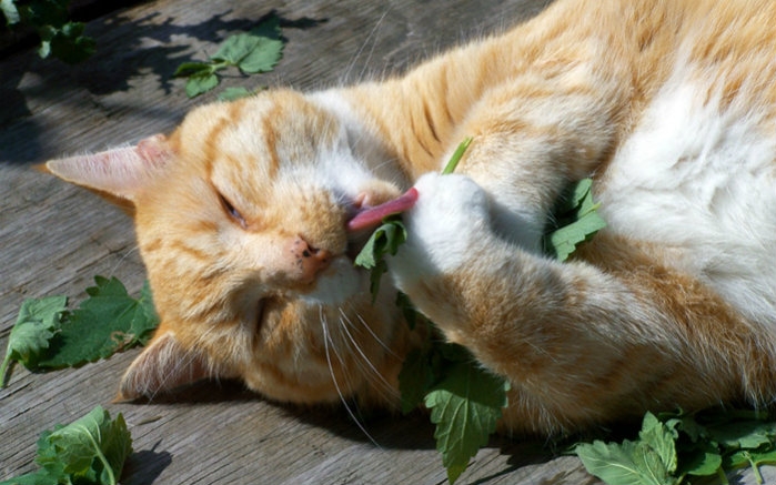 猫薄荷的气味是清凉的.对猫咪无害.