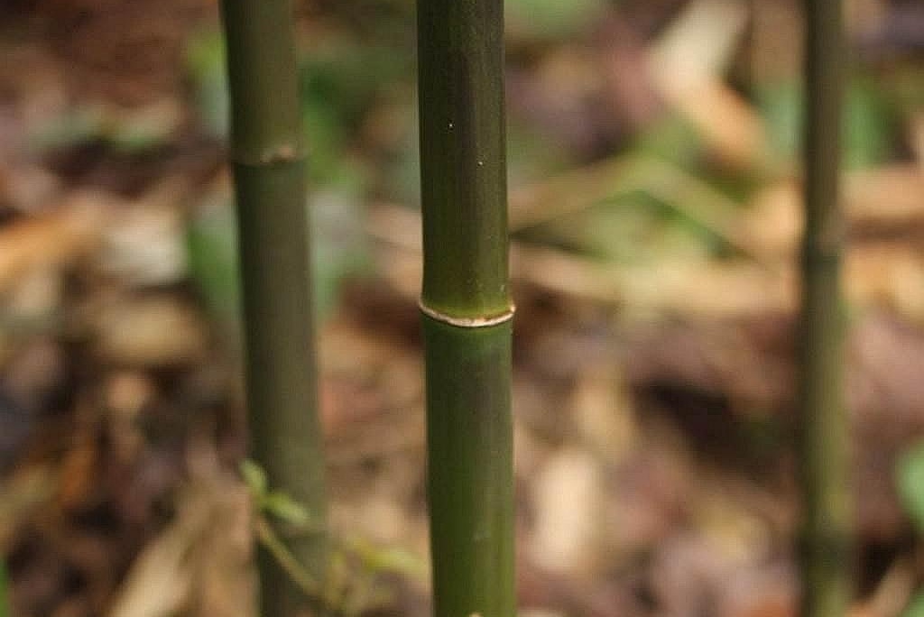 油竹 禾本科簕竹属植物 搜狗百科