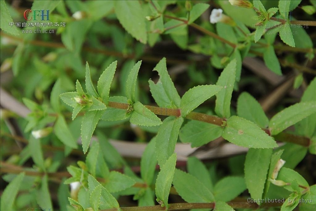 紫苏草 玄参科石龙尾属植物 搜狗百科