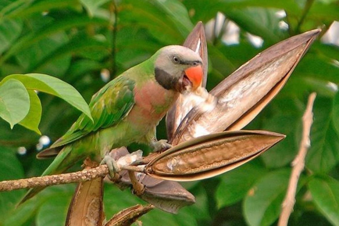 绯胸鹦鹉,鸟网