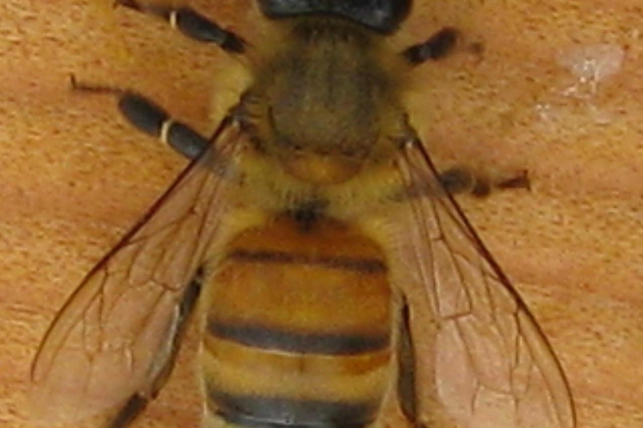 围绕着蜂王的工蜂（养蜂）的照片素材免抠元素模板下载 -图巨人