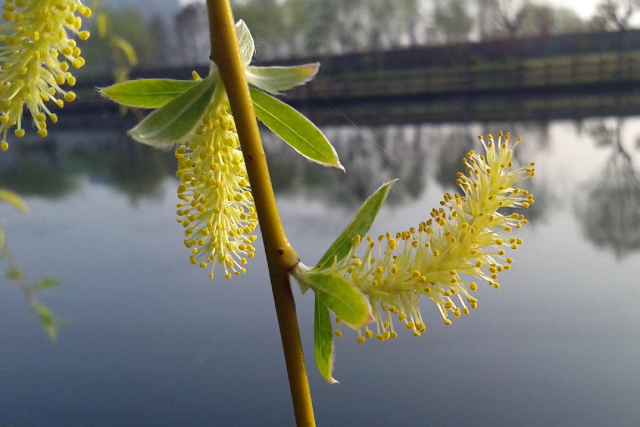 柳花 柳树的花 搜狗百科