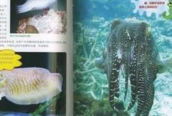 砂蛸 蛸科蛸属动物 搜狗百科