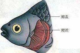 内鳃 搜狗百科