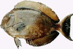 尾斑光鳃鱼 鲈形目雀鲷科动物 搜狗百科