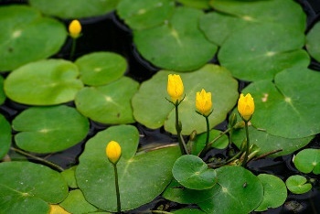 水生植物 能在水中生长的植物 搜狗百科