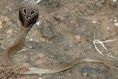 印度眼镜蛇 眼镜蛇科眼镜蛇属动物 搜狗百科