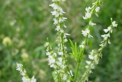 白花草木樨 豆科草木樨属植物 搜狗百科