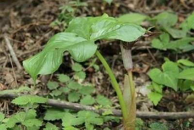 红南星 天南星科天南星属植物 搜狗百科