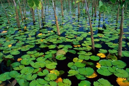 水生植物 能在水中生长的植物 搜狗百科