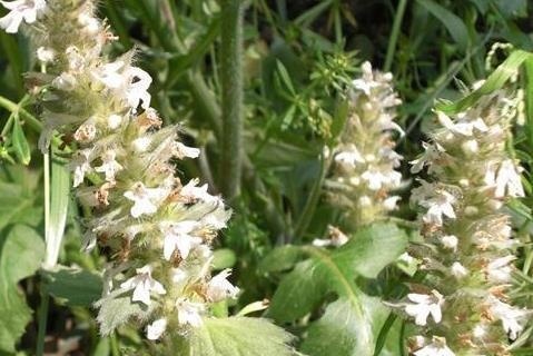 白花夏枯草 唇形科青兰属植物 搜狗百科