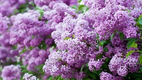 紫丁香 木犀科植物 搜狗百科