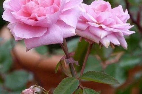 五月花 蔷薇属月季栽培品种 搜狗百科