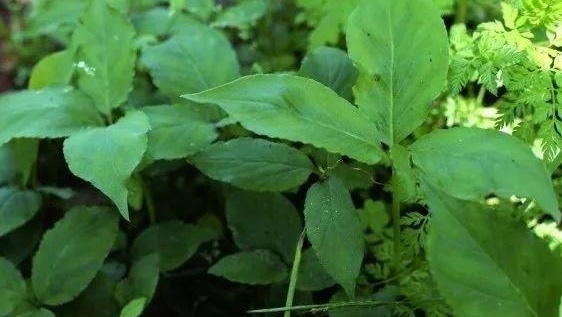 半夏 天南星科半夏属植物 搜狗百科