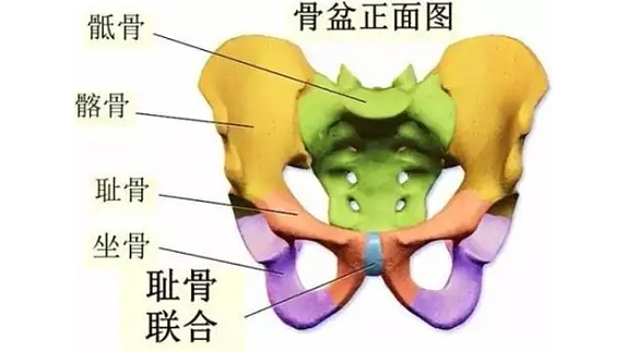 耻骨 髋骨的前下部 搜狗百科