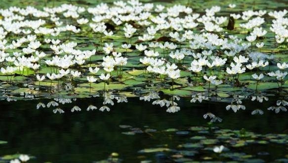 水生植物 能在水中生长的植物 搜狗百科