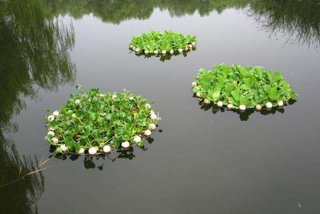 水生植物 能在水中生长的植物 搜狗百科